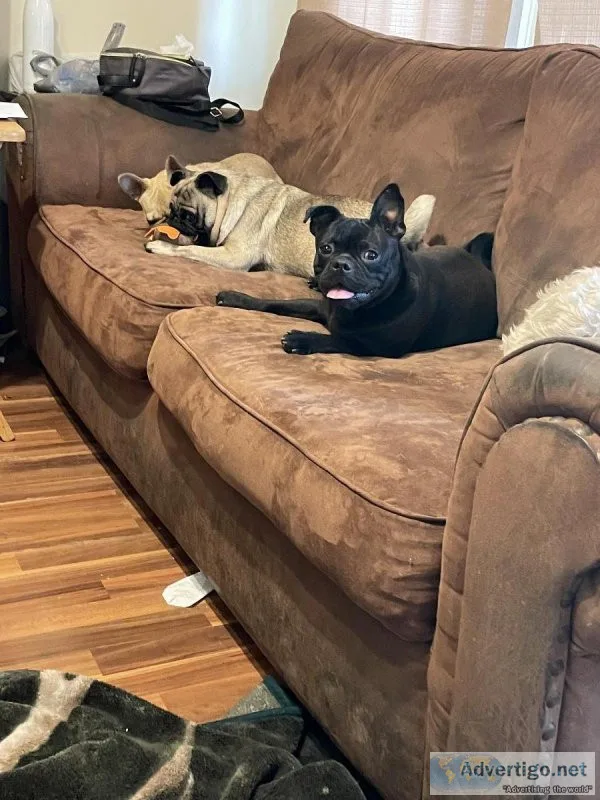 pug
