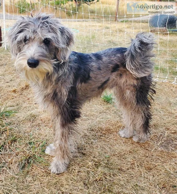 Sherman the Schnoodle