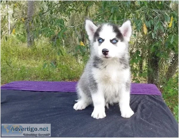 White and black male Siberian Husky puppy available.