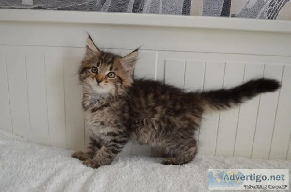 Bundle of joy Maine Coon kittens