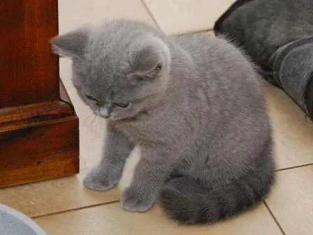 International British Shorthair kittens available.