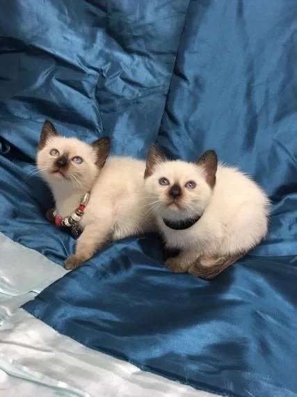 Original Style Pedigree Siamese Kittens