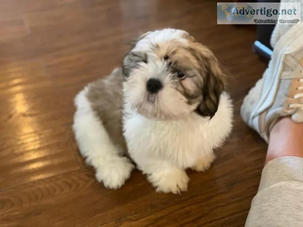 Gorgeous imperial shihtzu puppies.