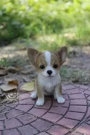 Chihuahua s puppies for sale