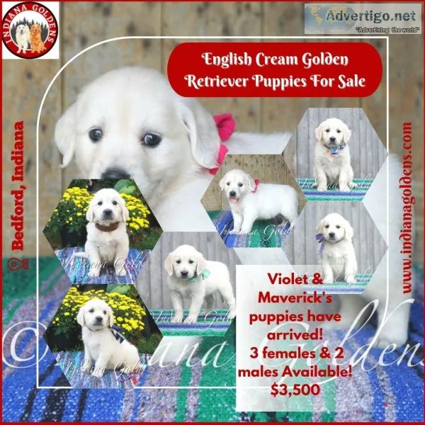 1 English Cream Golden Retriever Puppies for Sale