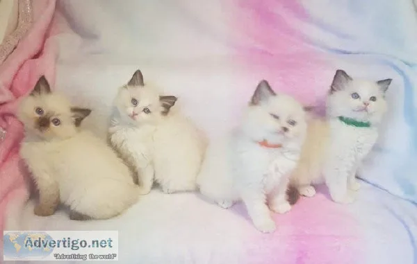 Fantastic personality Ragdoll Kittens Available