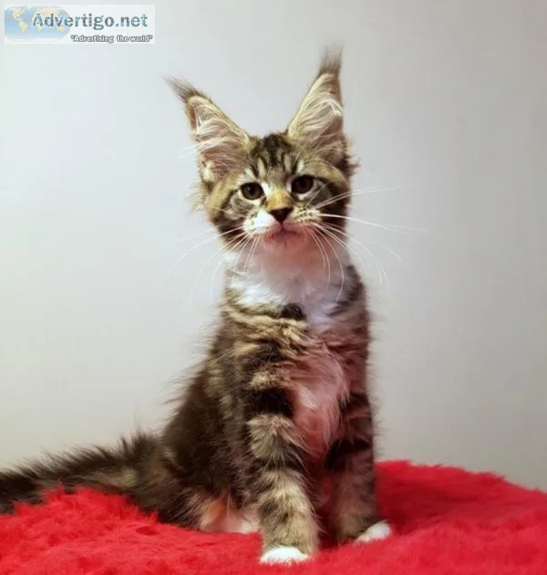Maine...Coon Kittens