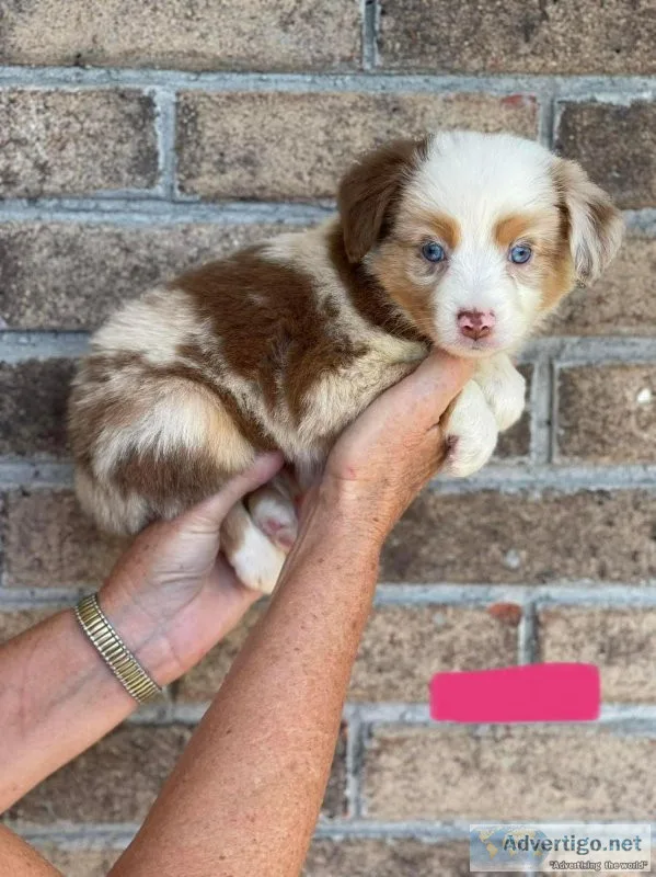Miniature Australian shepherds puppies