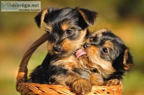 Baby Face Charming Male and Female Teacup Yorkie Puppies For You