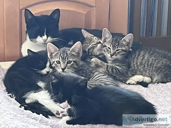8.5 week old Kittens and Mama (1-2 years)