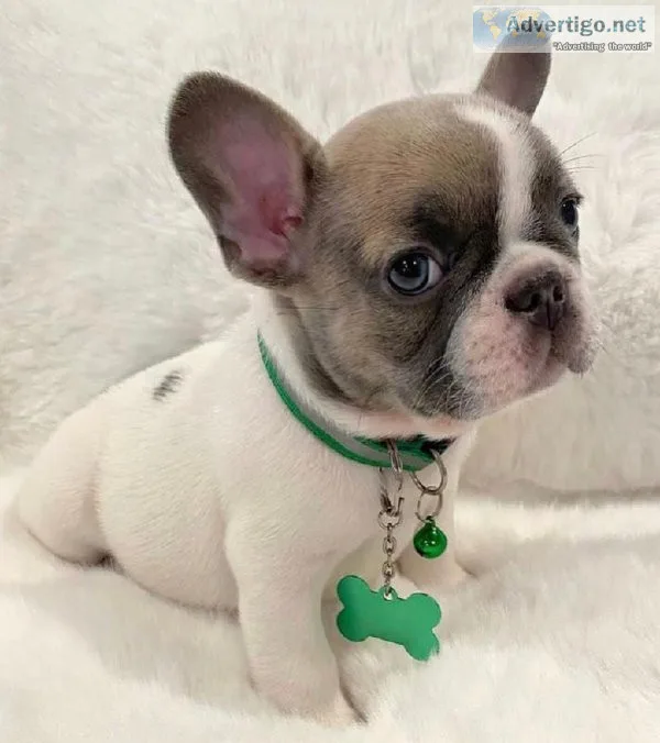 French Bulldog puppies.