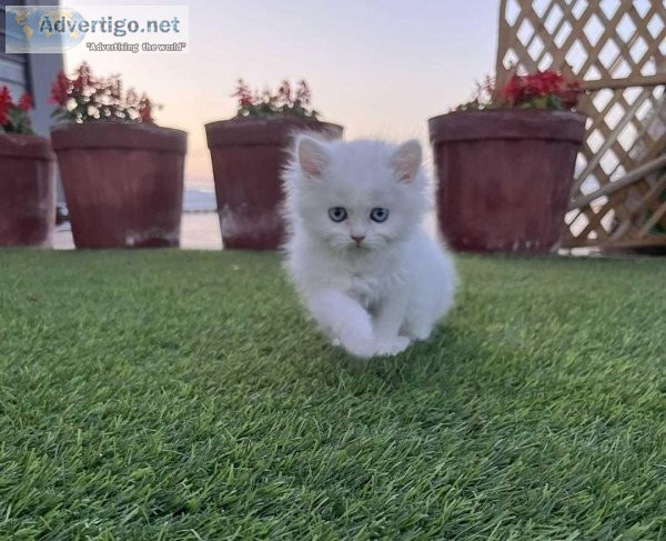 Persian Kitten available for sale in Chennai at best price