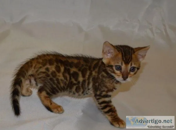 Bengal Kittens for sale