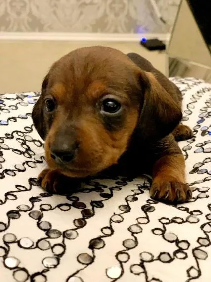 Dachshund puppies