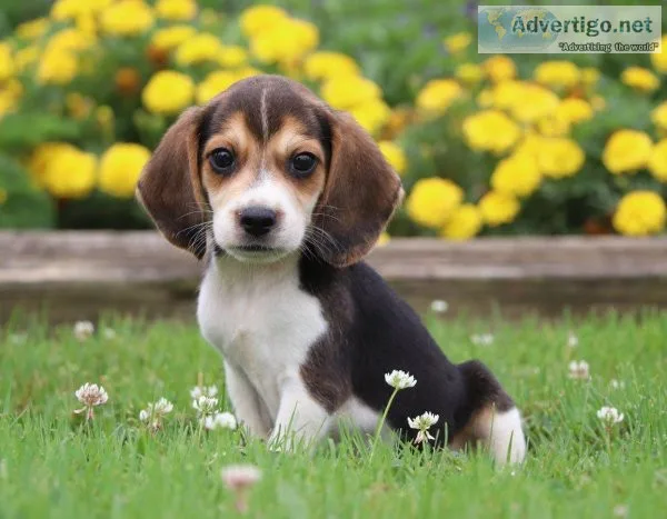 beagle puppies