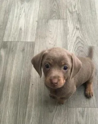 Dachshund puppies available
