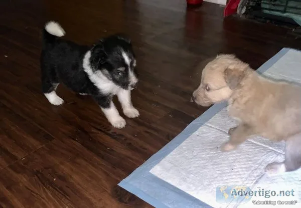 Crested mix puppies