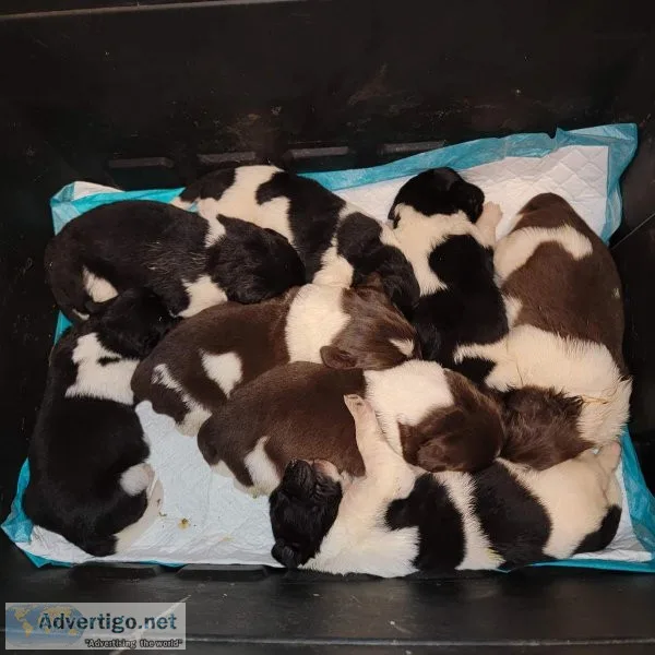 AKC Newfoundland Puppies