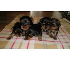 female Yorkie puppies for adoption to good loving and caring hom