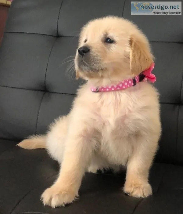 Golden Retriever puppies..