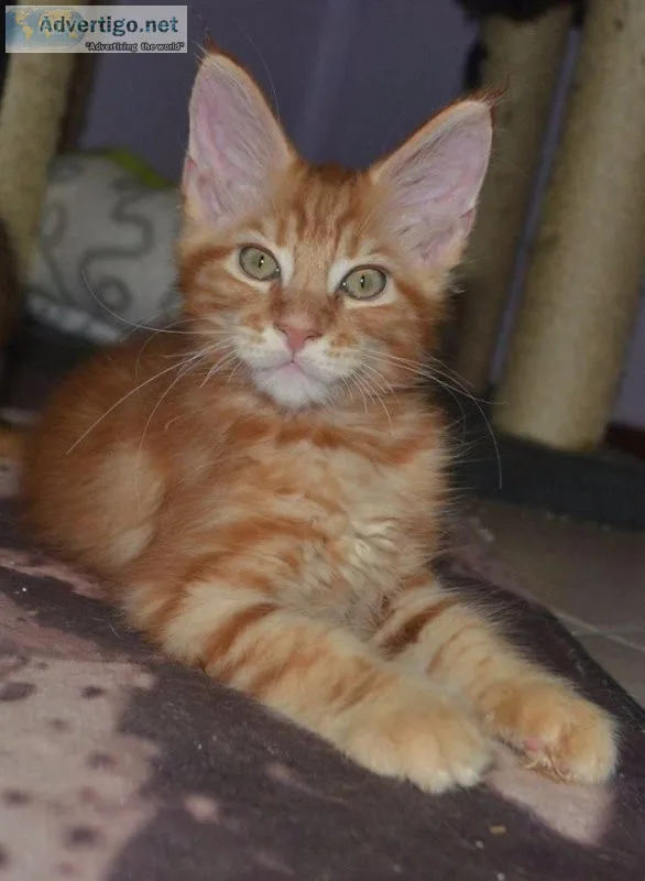 Maine coon kittens  
