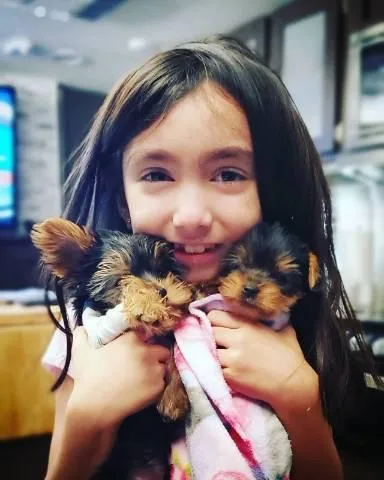 Yurkie puppy