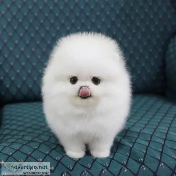 Super Adorable Teacup Pomeranian Puppies