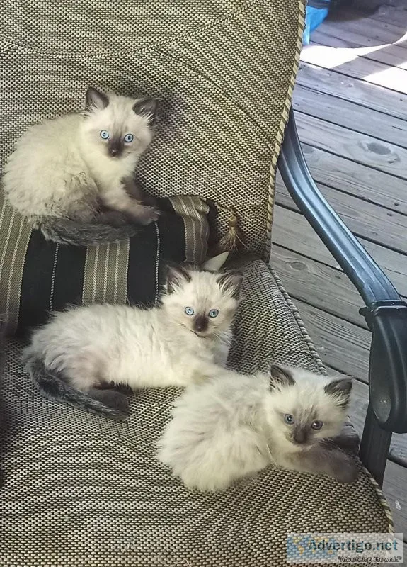 Ragdoll Kittens For Sale
