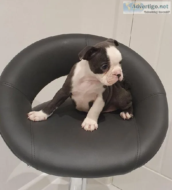 Boston terrier puppies.