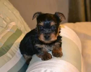 Christmas Teacup Yorkie Puppies Beautiful Little Faces