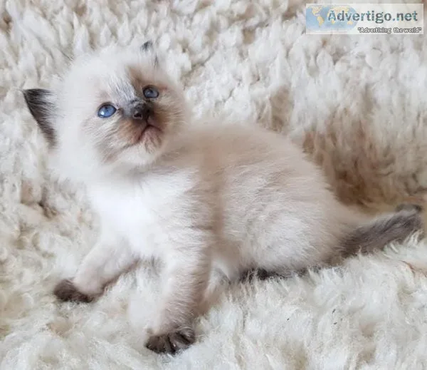 Ragdoll kittens..