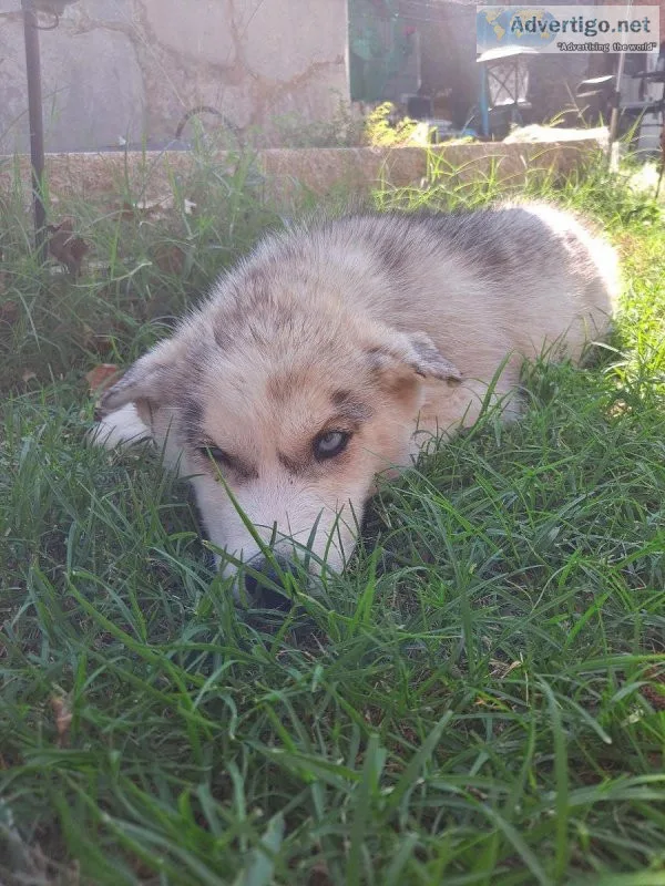 Husky puppies