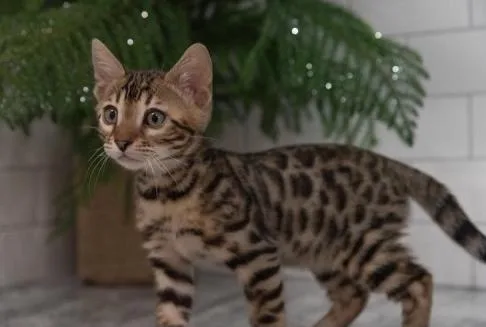 Cute Bengal kittens..