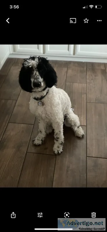 Moyen Poodle