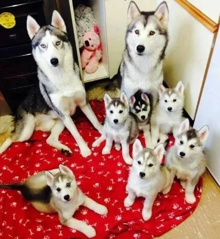 This Siberian husky puppy is 12 weeks old.