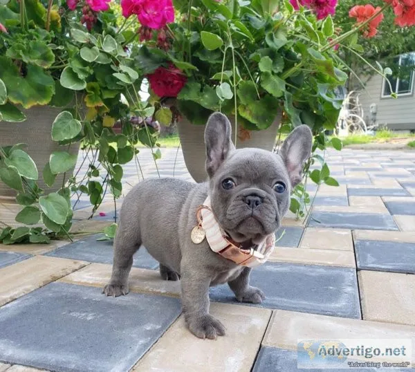 AKC male and female French bulldog for adoption