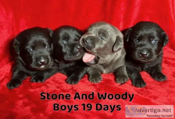 AKC Male Lab Puppies Charcoal And Black
