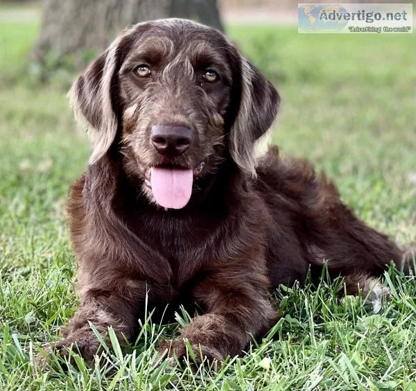 Beautiful Labradoodle