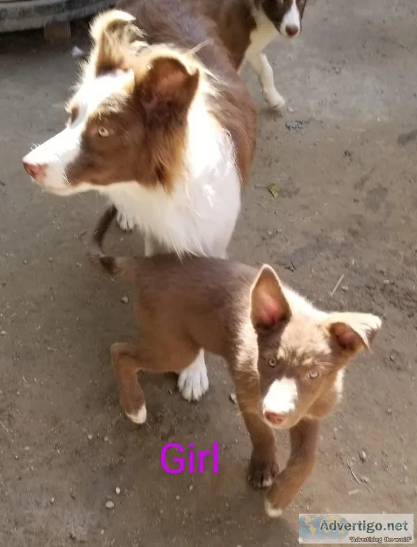 Border Collie Babies