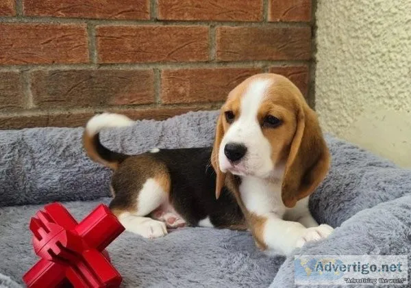 Stunning Beagle Puppies for Sale