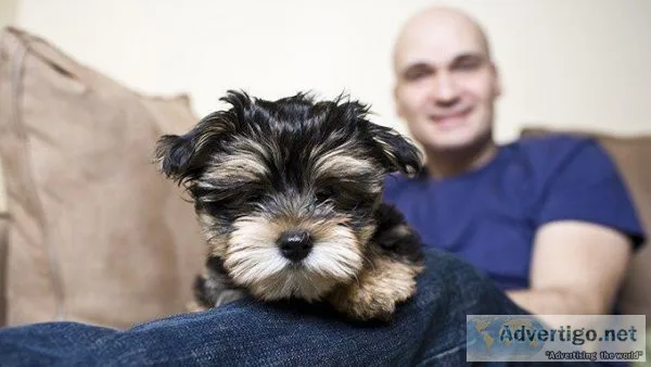 Beautiful Mini Yorkies