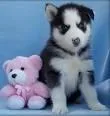 Quality Siberians Husky Puppies