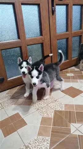 Husky Puppies for sale 12 weeks old. Extensive Health Warranties