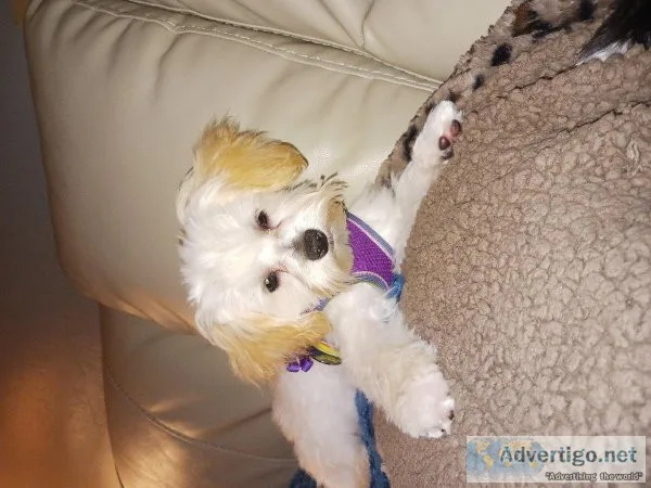 16 week old Morkiepoos  Female