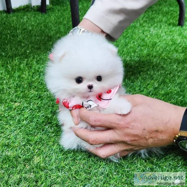 Pomeranian Puppies Needs a New Family