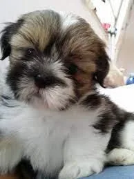 Lhasa Apso puppies