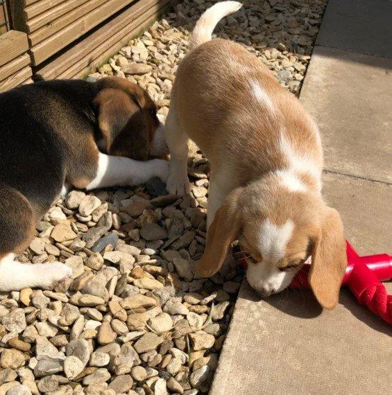 beagle puppies