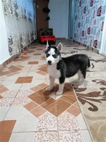 Two Top Class Siberian Husky Available