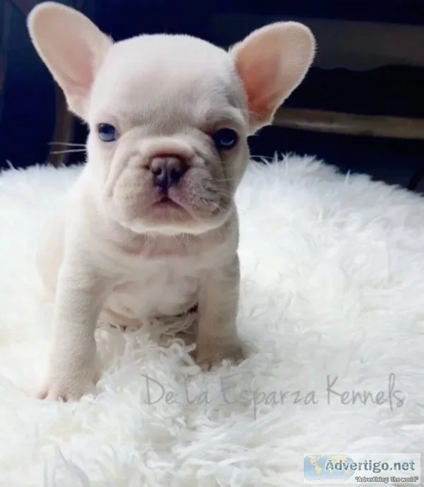 BEAUTIFUL FRENCH BULLDOG PUPPIES READY NOW 