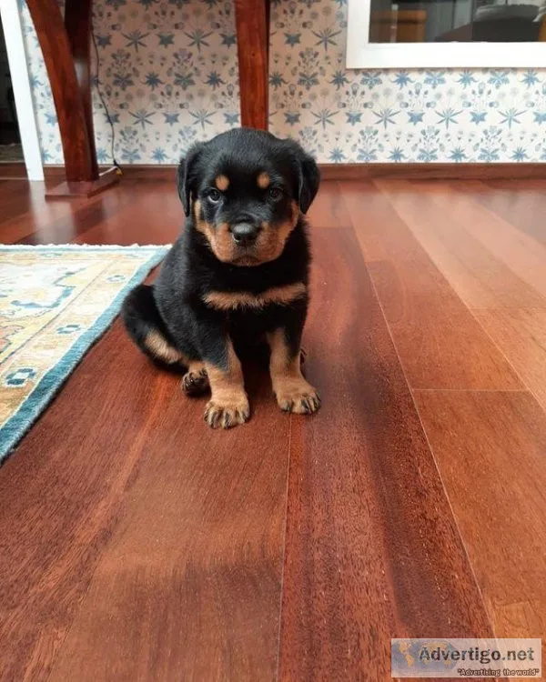 Rottweiler Pups